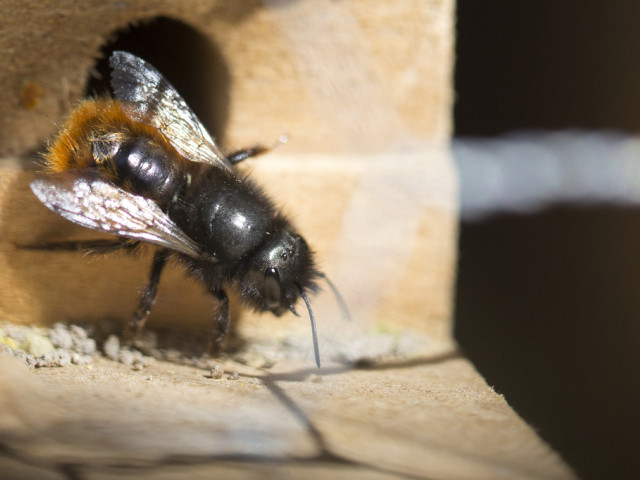 Les abeilles savent compter et reconnaître un visage humain