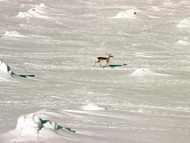 La banquise d'hiver en Arctique la plus réduite depuis 1979