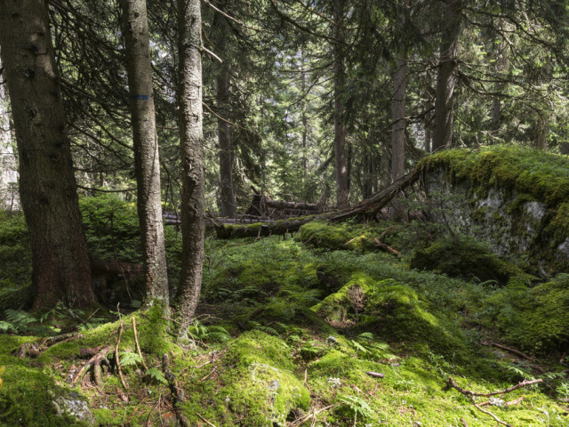 Les forêts s'étendent, mais ses revenus sont en baisse