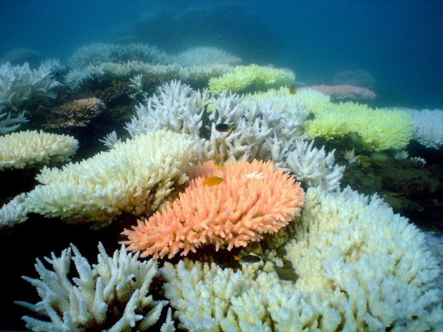 Un plan de préservation sur 35 ans de la Grande barrière de corail