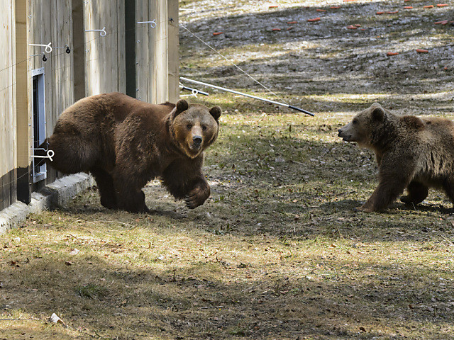 Les ours de Berne entament leurs vacances en terres vaudoises