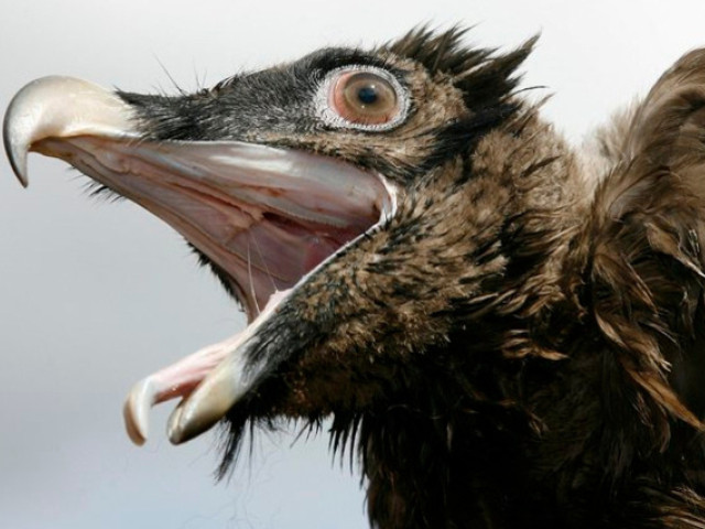 Haut-Valais: première naissance d'un petit gypaète barbu