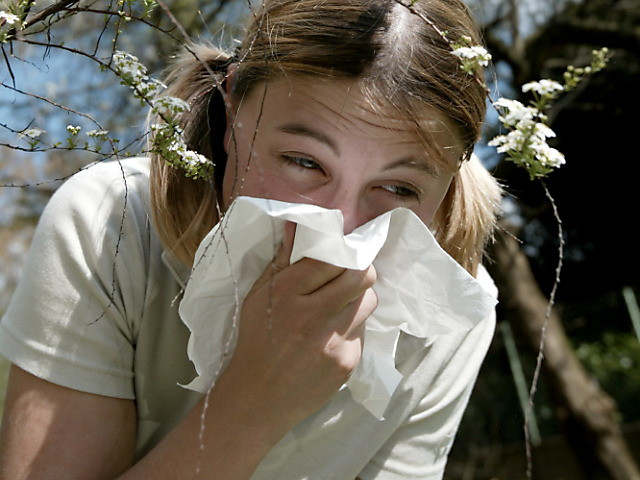 Le frêne et le bouleau font souffrir les allergiques aux pollens