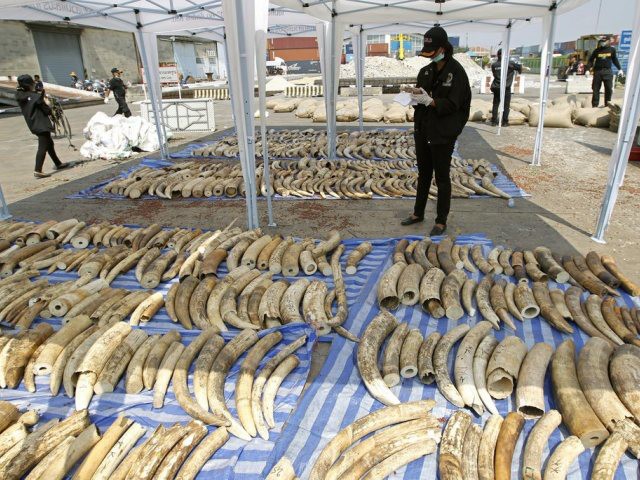 Saisie record de 4 tonnes d'ivoire africain en Thaïlande