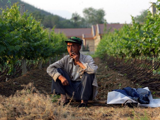 La Chine est devenue le 2e vignoble mondial après l'Espagne