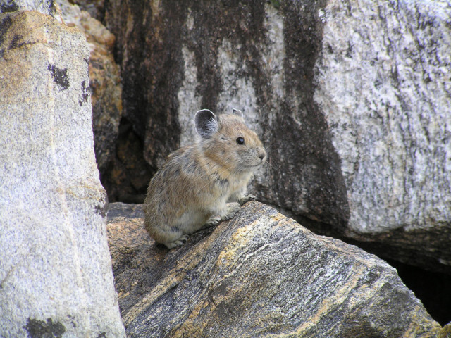 Une espèce animale sur six menacée par le réchauffement climatique