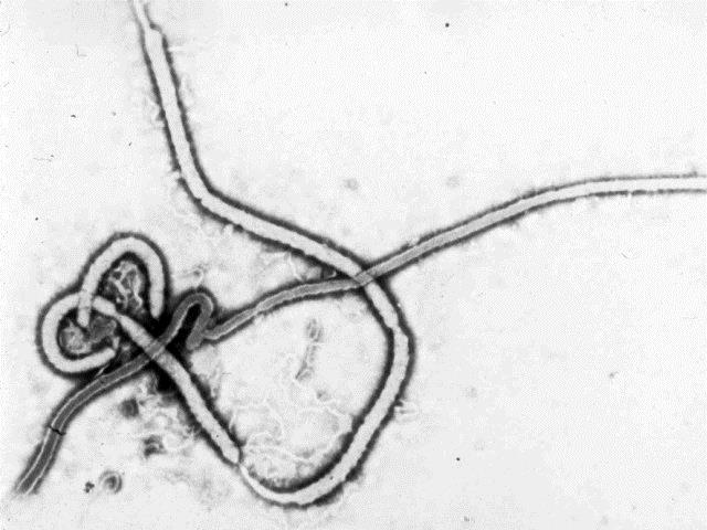 Moins de dix nouveaux cas d'Ebola en Guinée et en Sierra Leone