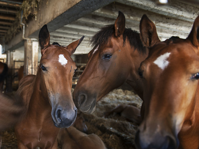 Les chevaux hennissent simultanément sur deux fréquences