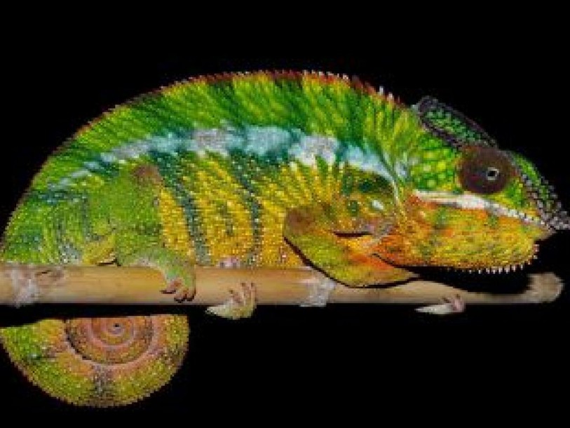 Biodiversité: le caméléon panthère cachait onze espèces