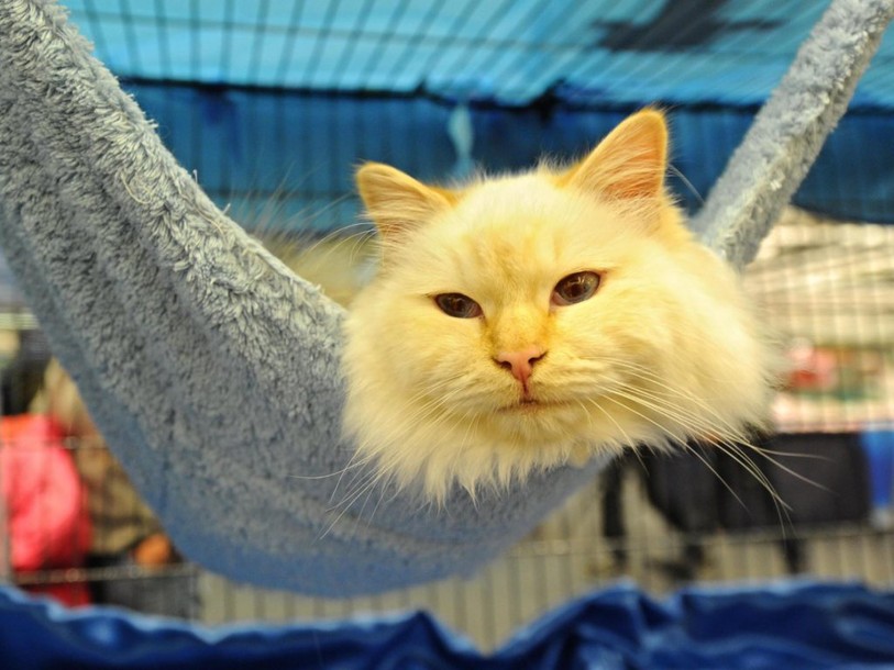Le business des animaux domestiques ne cesse de croître en Suisse