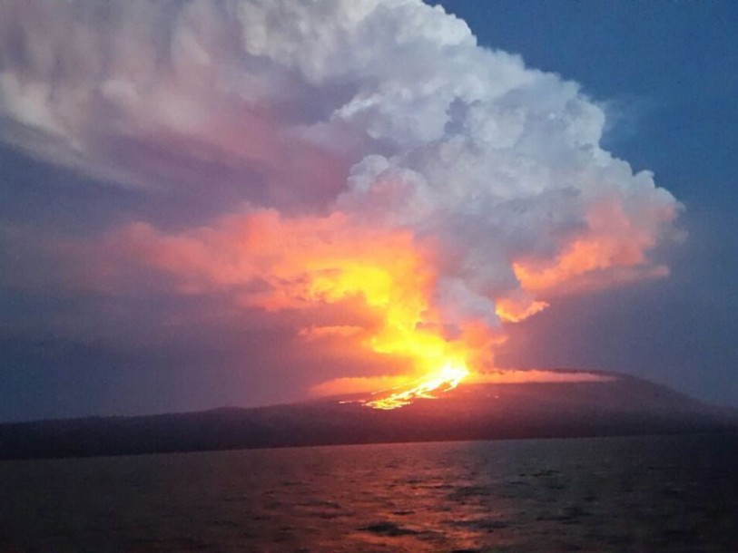 Eruption volcanique aux Galapagos: espèce unique d'iguanes menacée