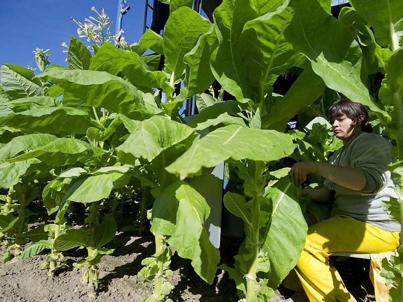 Pas de plan de reconversion pour les cultivateurs de tabac vaudois