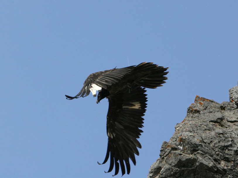 Lâcher de gypaètes barbus à Obwald dimanche
