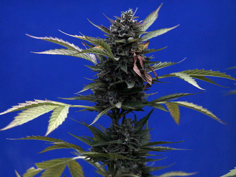 Importantes saisies de graines de cannabis dans le trafic postal