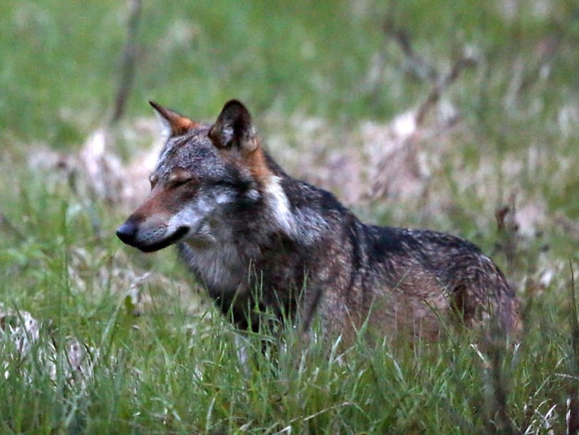 Un loup tue huit moutons près d'Emmetten (NW)