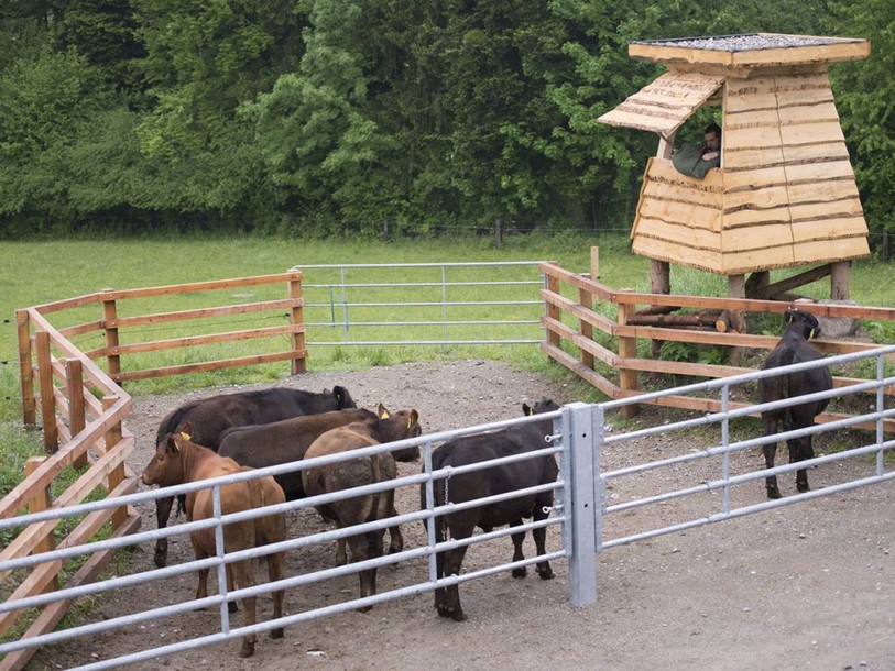 Nouvelle méthode pour éviter aux vaches le stress de l'abattoir