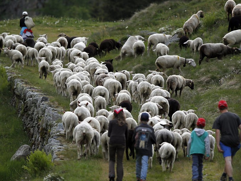 Quatorze moutons tués sur un alpage uranais