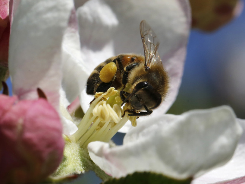 Les pommes sont souvent chargées d'un cocktail de pesticides
