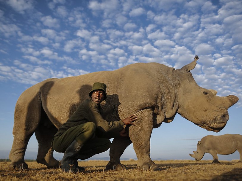 Le WWF propose un guide des souvenirs sous forme d'application