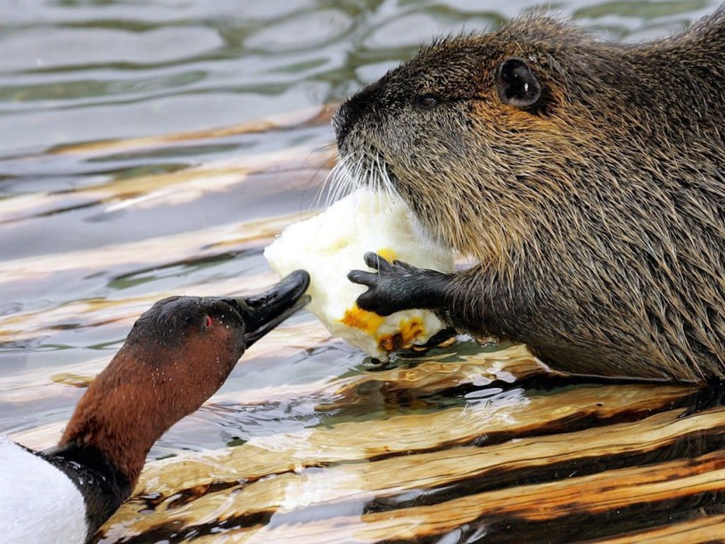 Les cantons pourraient capturer ou tuer des groupes de castors
