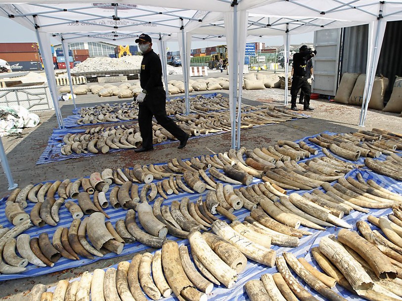 La majeure partie de l'ivoire des éléphants vient de deux régions