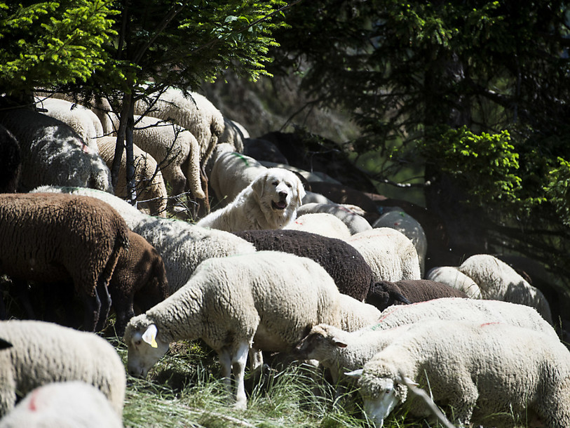 C'est bien le loup qui a attaqué des moutons en mai en Valais