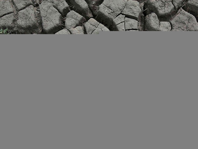 La sixième extinction animale de masse est en cours (étude)