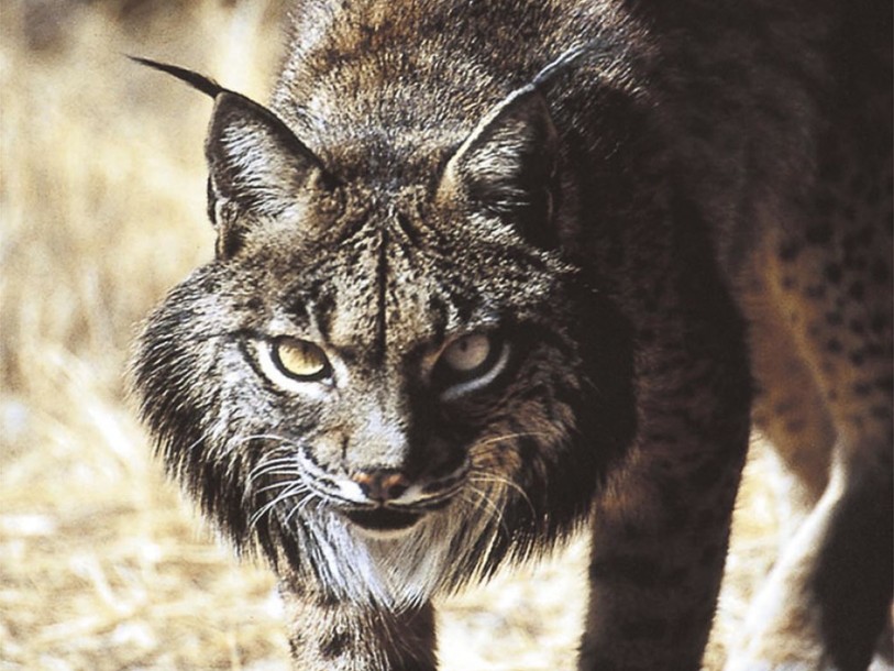 Environnement: le lynx ibérique a pu être sauvé