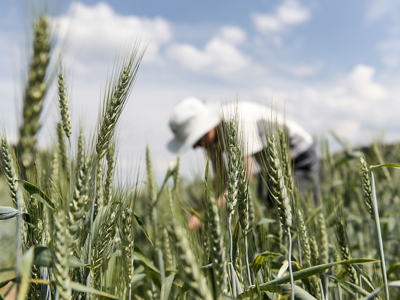 Le Conseil fédéral ne veut pas interdire le glyphosate