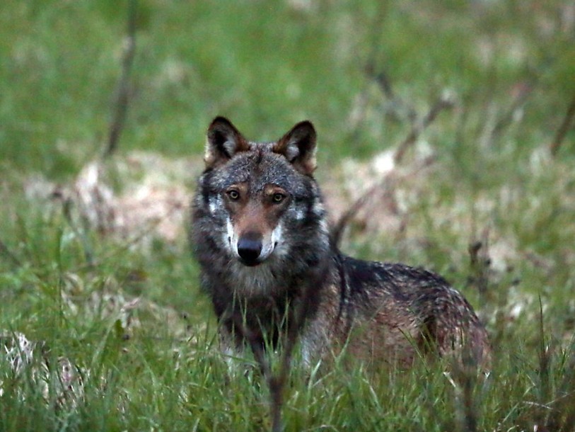 Un loup pourra être abattu dans le canton d'Uri