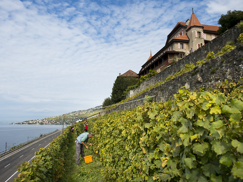 Un fongicide de Bayer dans le collimateur des vignerons