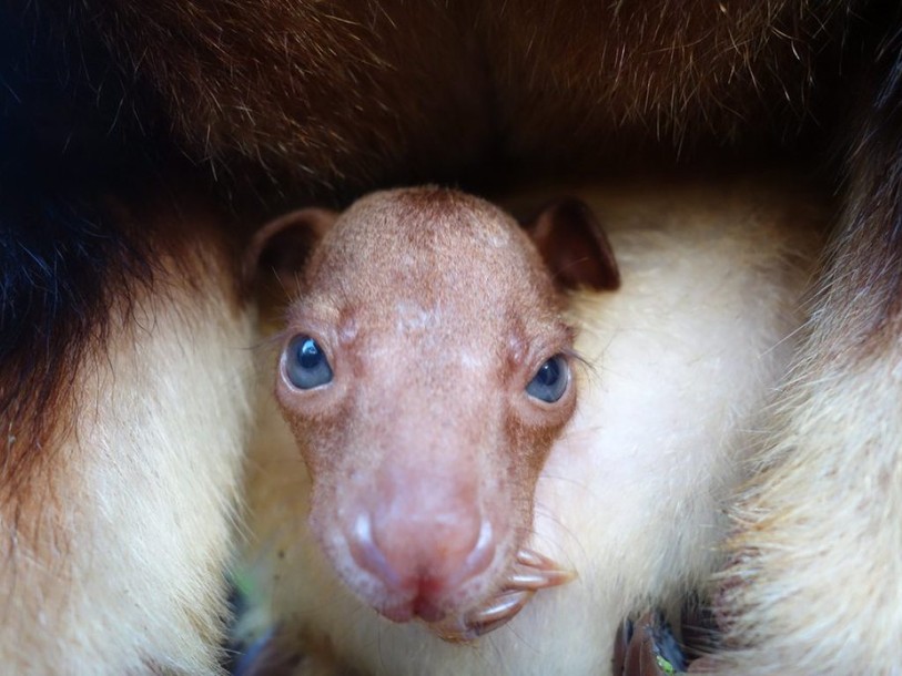 Un kangourou arboricole survit dans la poche d'un wallaby