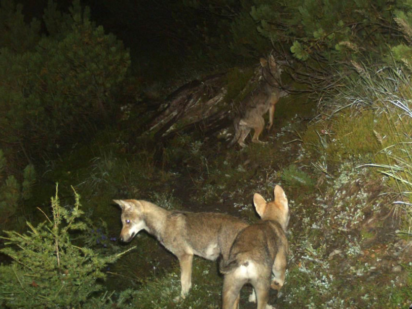 Il sera plus facile de tuer des loups dès le 15 juillet