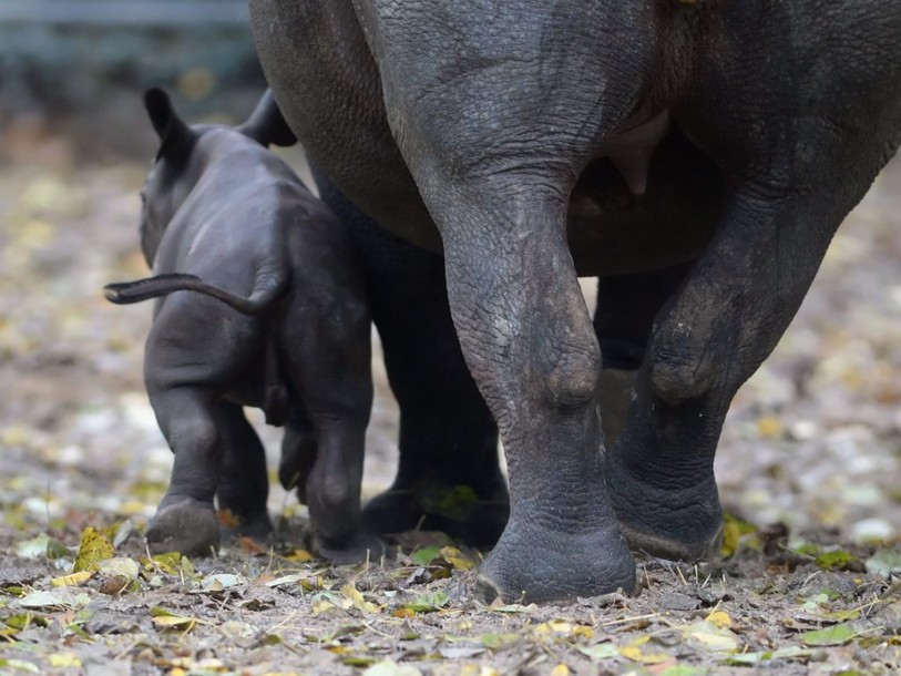 Incinération massive de cornes de rhinocéros, première mondiale