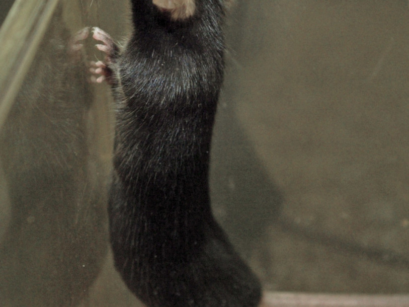 Légère augmentation des tests sur les animaux l'an dernier