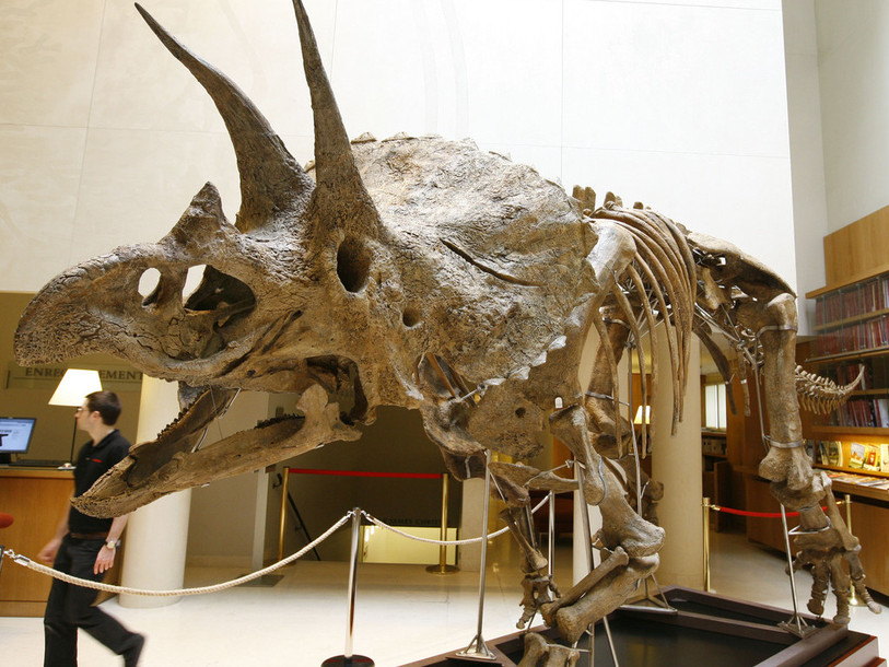 Nouveau dinosaure: la famille des tricératops s'agrandit