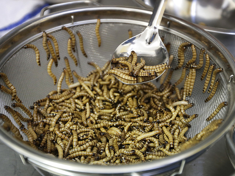 Manger des insectes ne convainc pas la plupart des Suisses