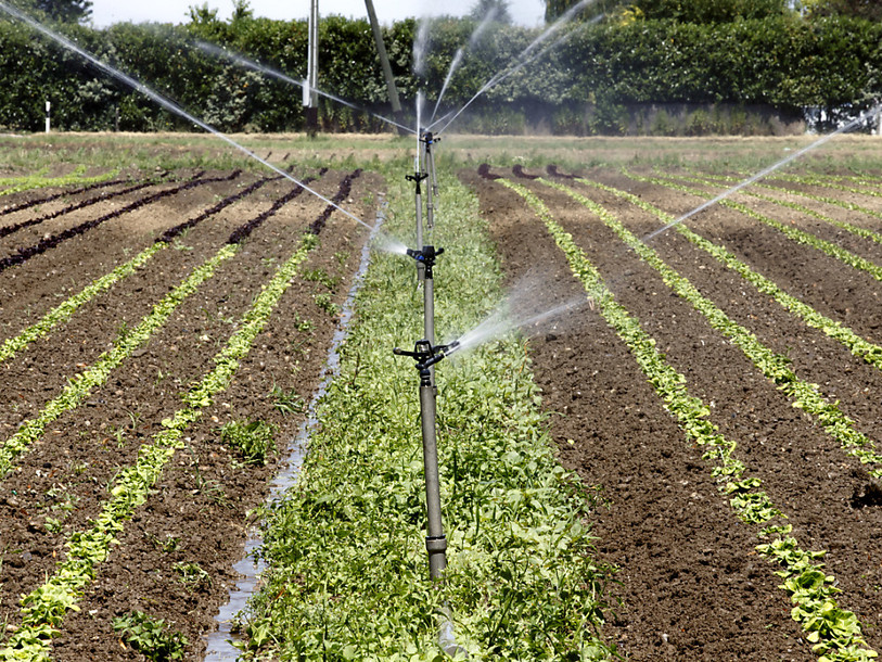 Les producteurs fribourgeois doivent limiter l'irrigation