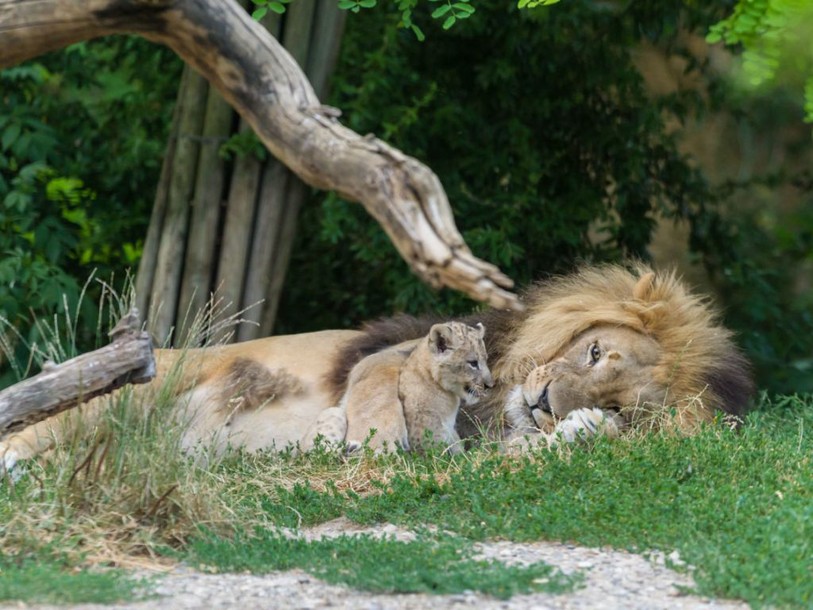 Naissance de trois lionceaux: Okoa et Uma ont mis bas trois petits
