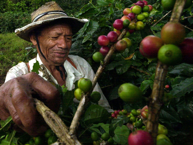 EPFZ: la consommation d'arabica menace la forêt tropicale