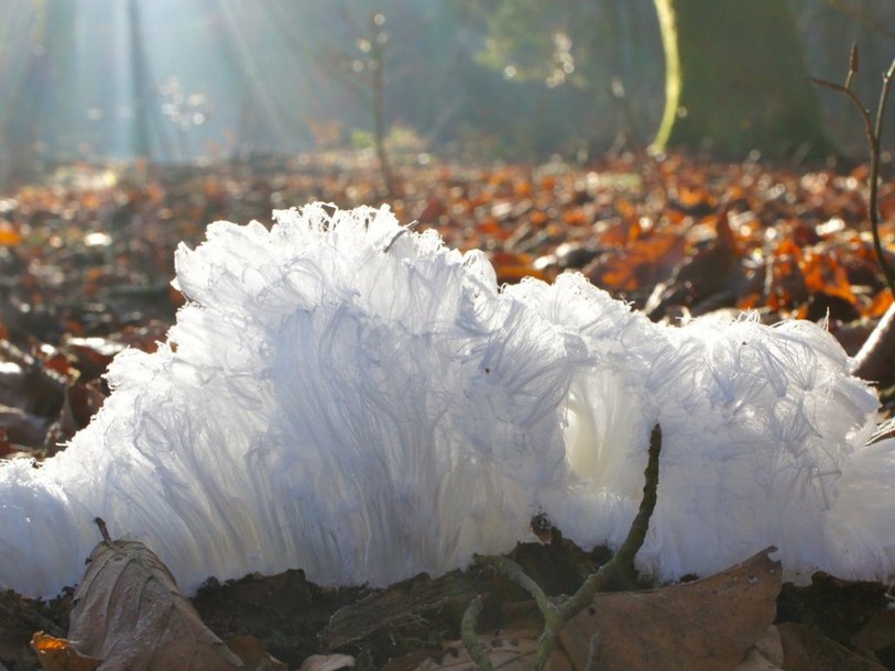 Un champignon est à l'origine des 