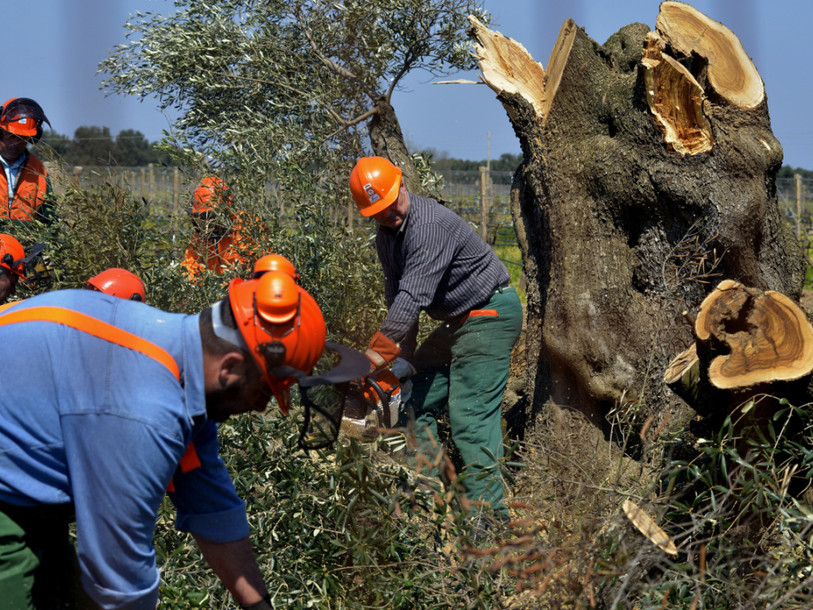 La bactérie tueuse d'oliviers identifiée en Corse du sud