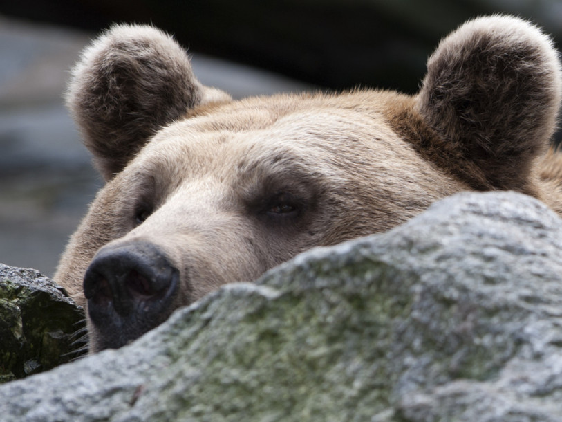 L'ours brun a élu domicile en Suisse il y a dix ans