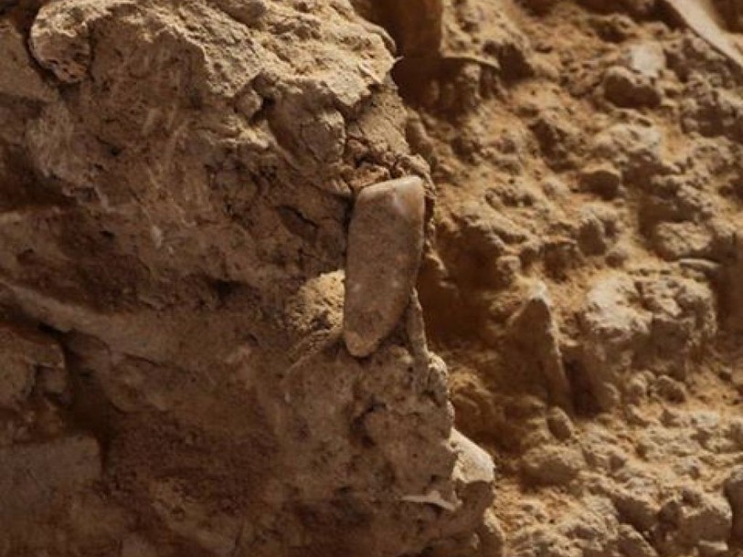 Une dent humaine de 560'000 ans découverte près de Perpignan