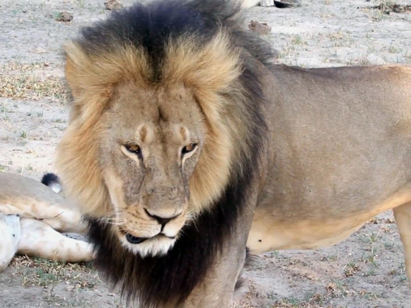 Le Zimbabwe rend justice au lion 