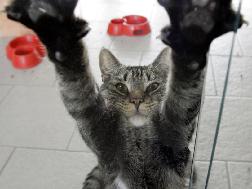 Nombre record de chats disparus en raison de la canicule notamment