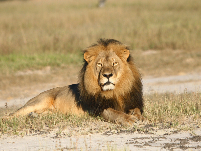 Le Zimbabwe restreint la grande chasse après la mort du lion Cecil