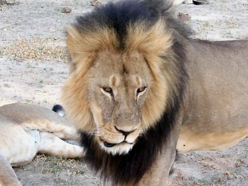 Lion abattu: PETA veut la fin des 
