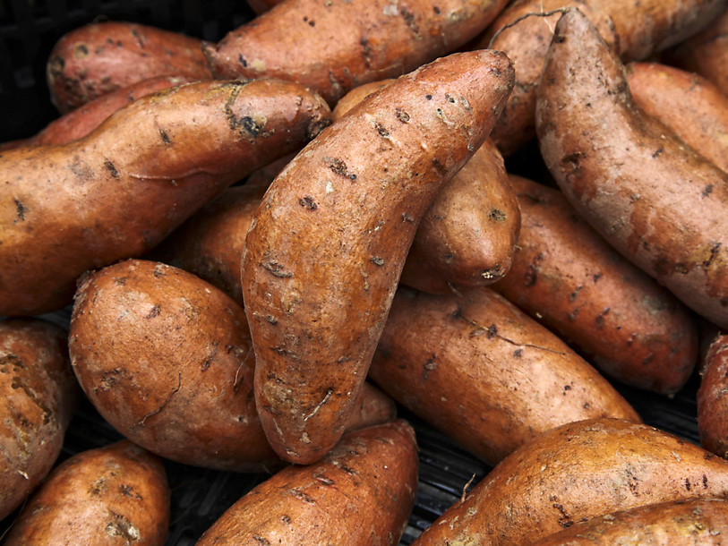 L'Agroscope teste la culture de patates douces en Suisse