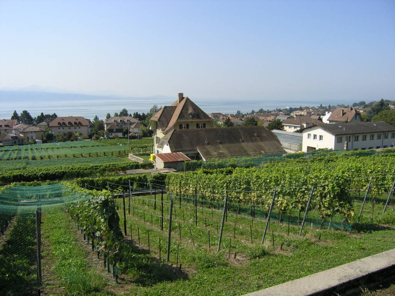 Bon indicateur bioclimatique, la vigne a quinze jours d'avance
